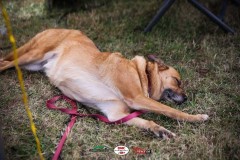 2026_08_23_DM_RC_Offroad_Heiligenstadt-0035
